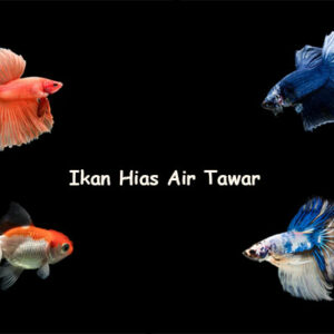 ikan hias air tawar