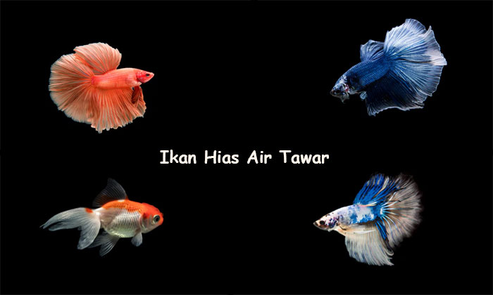 ikan hias air tawar